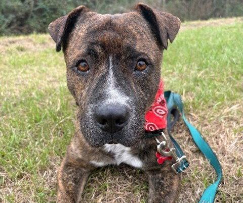Dinamo, a Adoptable American Staffordshire Terrier in Evergreen, CO image 2/3