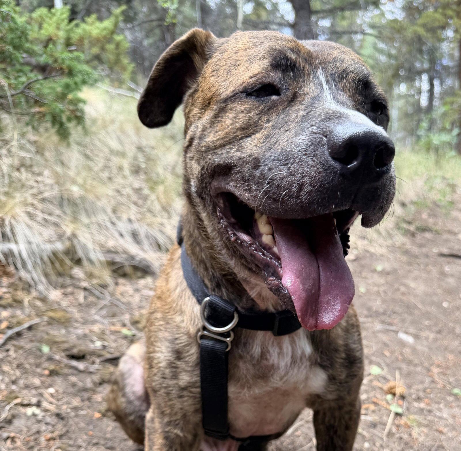 Jericho, Adoptable, Adult Male American Staffordshire Terrier.