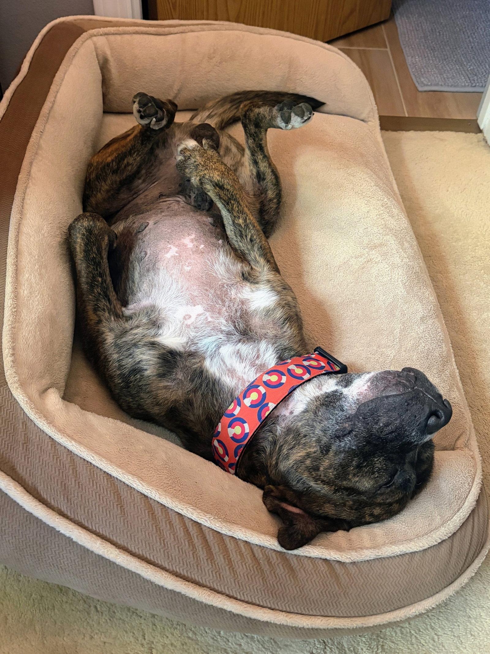 Enlarge Jericho, a Adoptable American Staffordshire Terrier in Evergreen, CO image 2/3