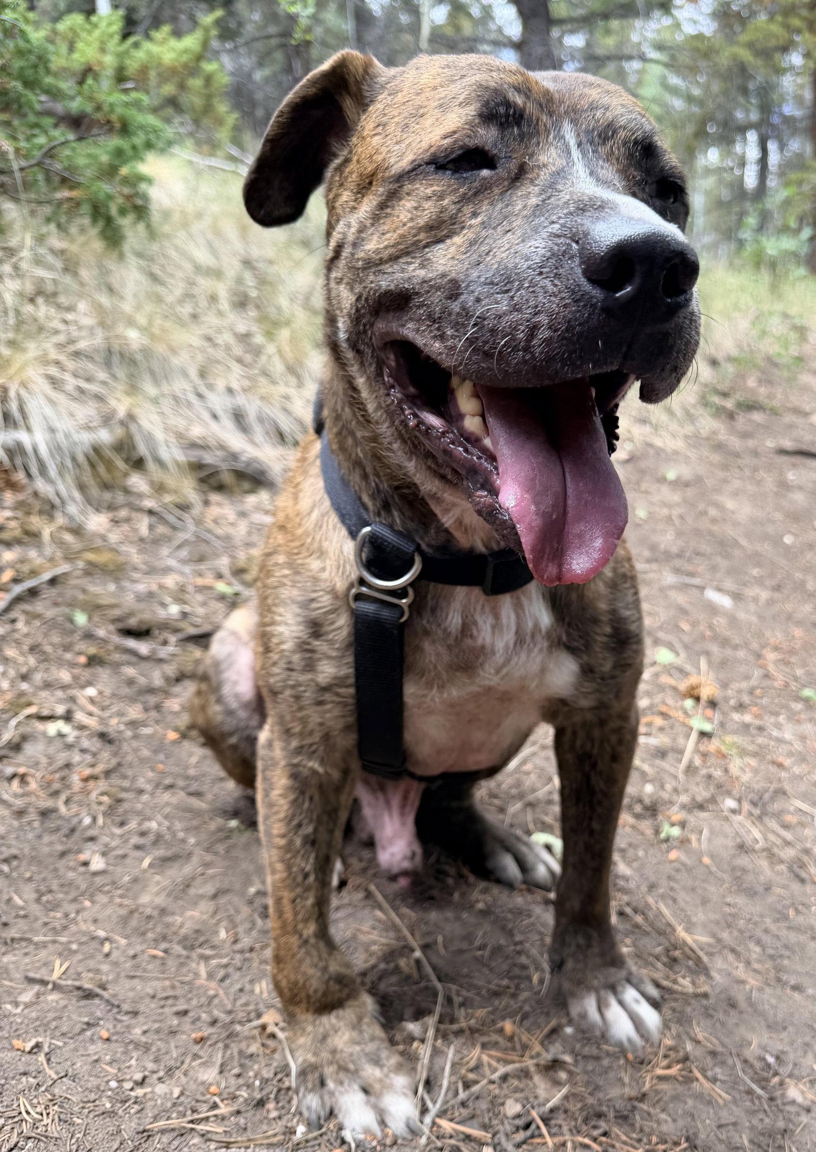 Enlarge Jericho, a Adoptable American Staffordshire Terrier in Evergreen, CO image 3/3