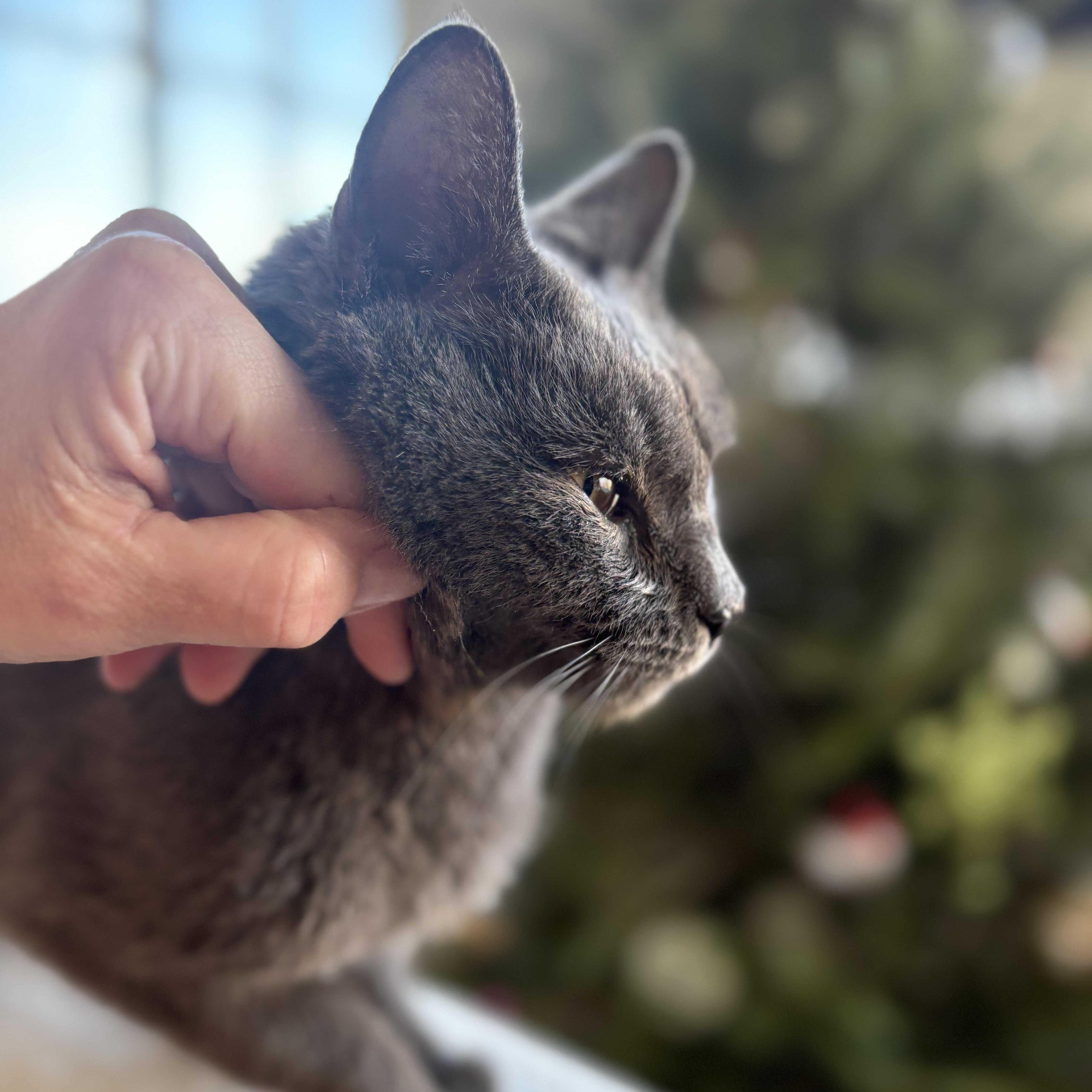 Enlarge Affectionate Atticus, an adopted Domestic Short Hair in Stamford, CT image 1/3