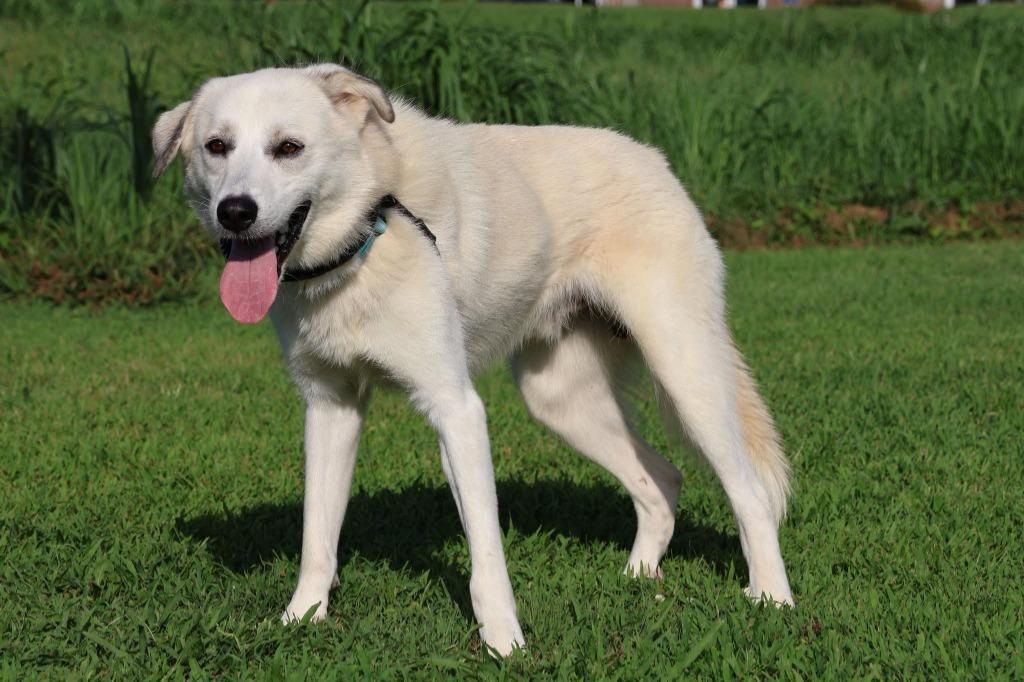 Joe, Adoptable, Adult Male Mixed Breed.