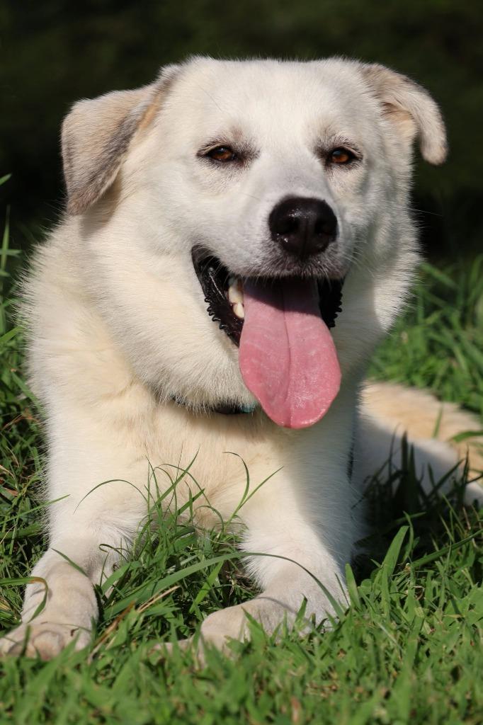 Enlarge Joe, a Adoptable mixed breed in Columbia, TN image 2/3