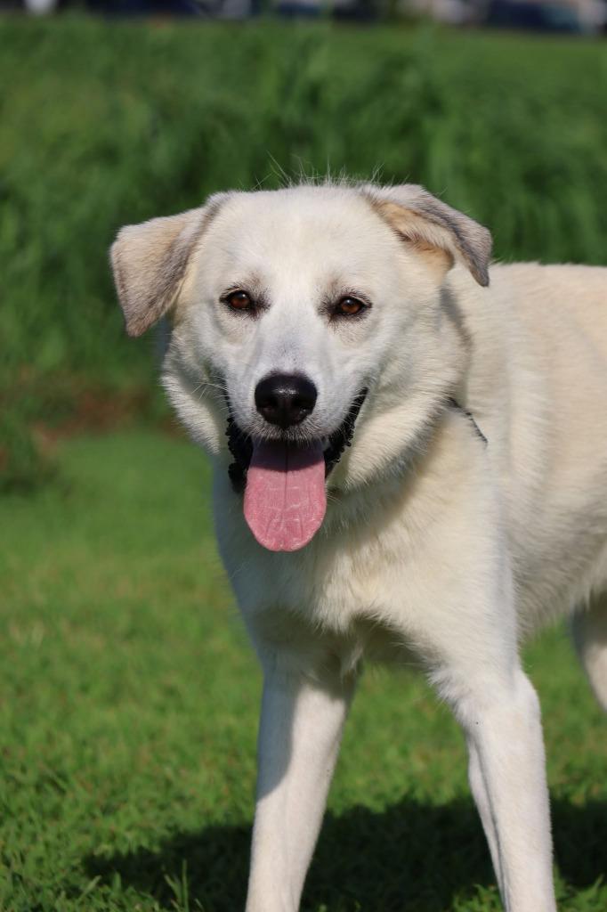 Enlarge Joe, a Adoptable mixed breed in Columbia, TN image 3/3
