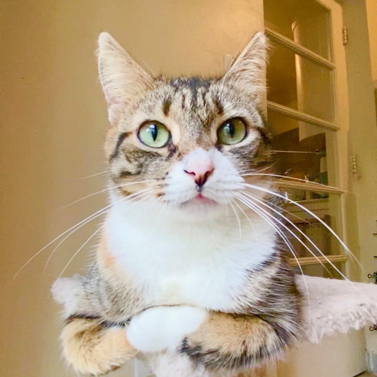 Enlarge Pepper, a Adoptable Domestic Short Hair in Worcester, MA image 2/5