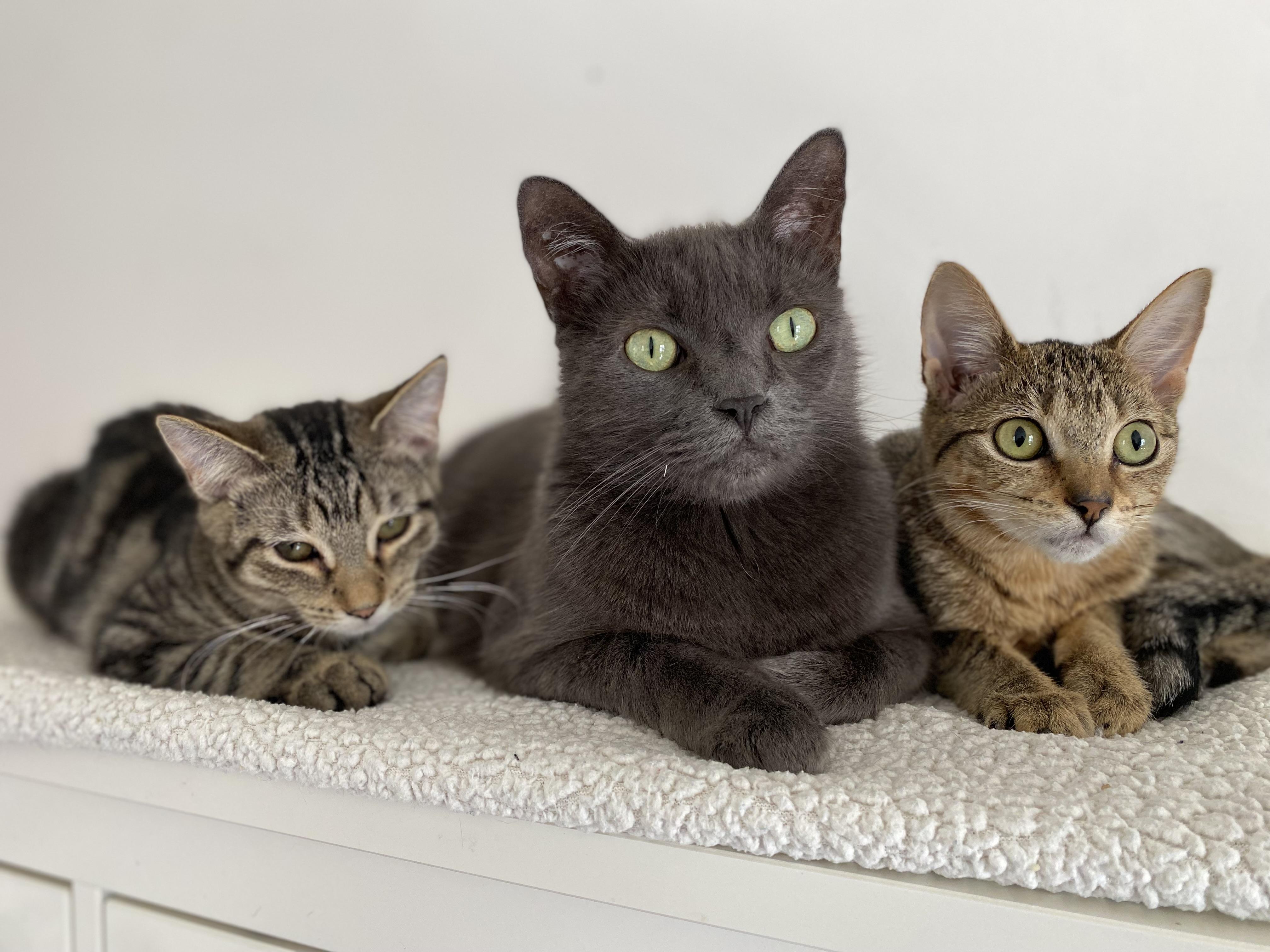 Denali, a Adoptable Domestic Short Hair in Johnsburg, IL image 2/6