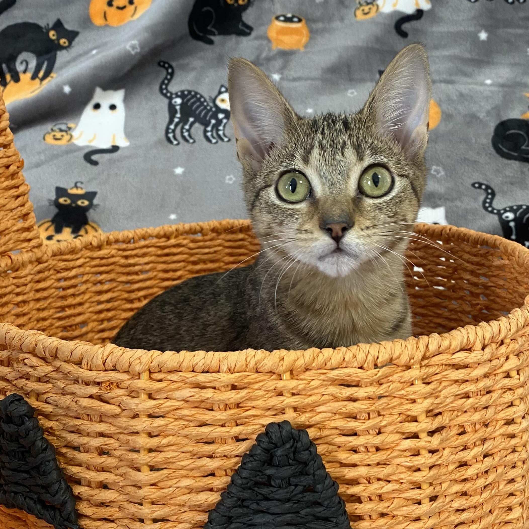 Denali, a Adoptable Domestic Short Hair in Johnsburg, IL image 3/6