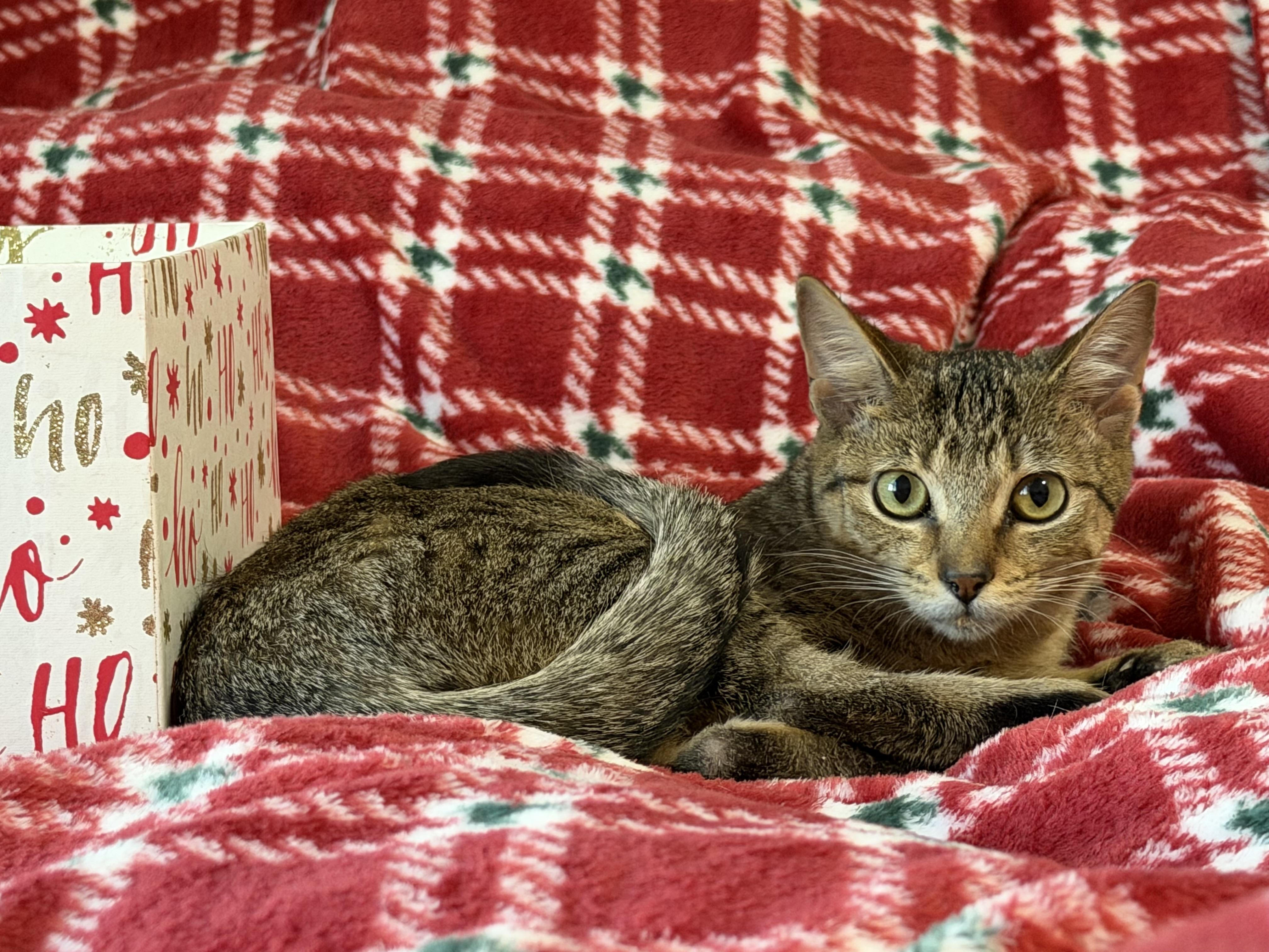 Denali, a Adoptable Domestic Short Hair in Johnsburg, IL image 1/6