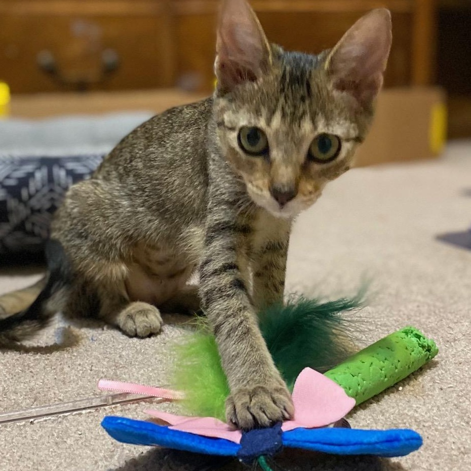 Denali, a Adoptable Domestic Short Hair in Johnsburg, IL image 6/6