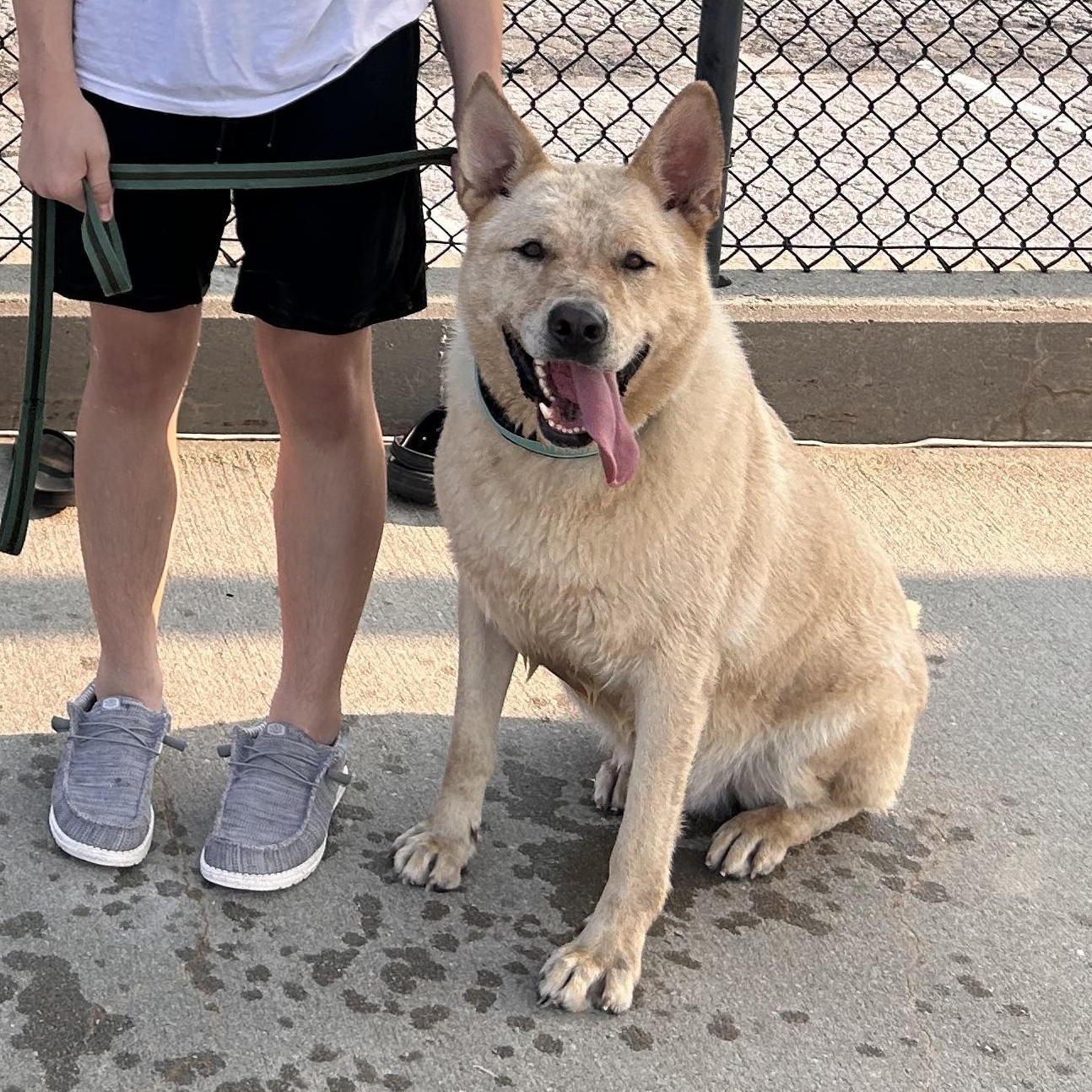 Bullett, a ADOPTABLE mixed breed in Wahoo, NE image 1/2