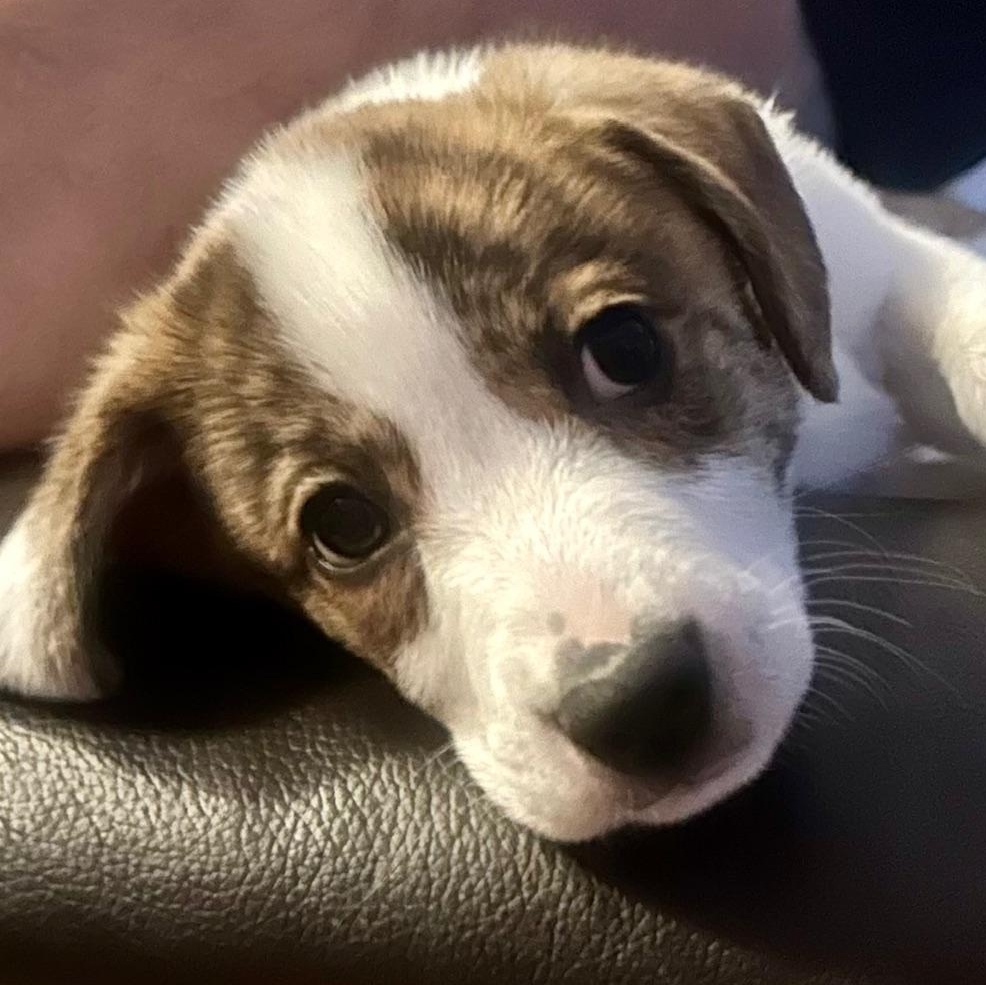 Blossom, an adopted mixed breed in Richmond, VA image 6/6