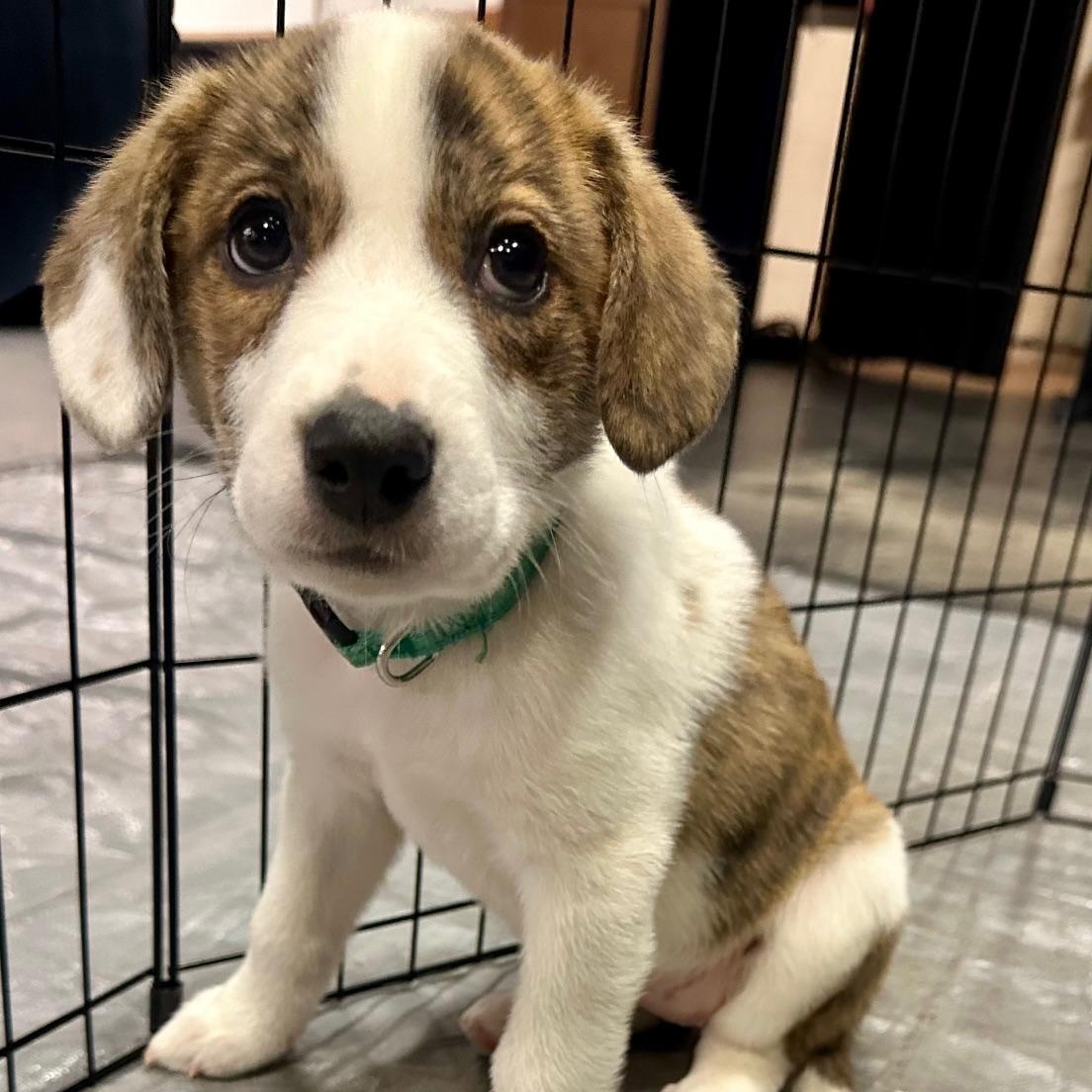 Blossom, an adopted mixed breed in Richmond, VA image 1/6