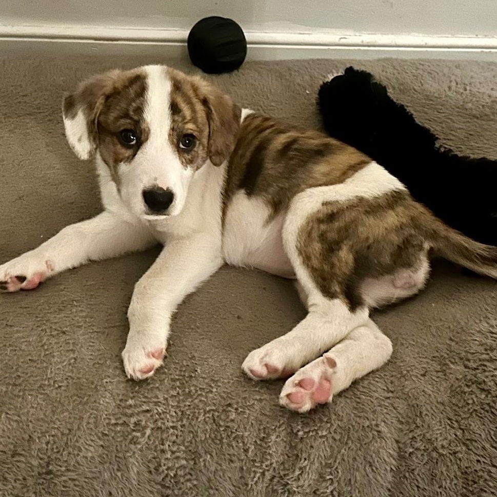 Blossom, an adopted mixed breed in Richmond, VA image 5/6