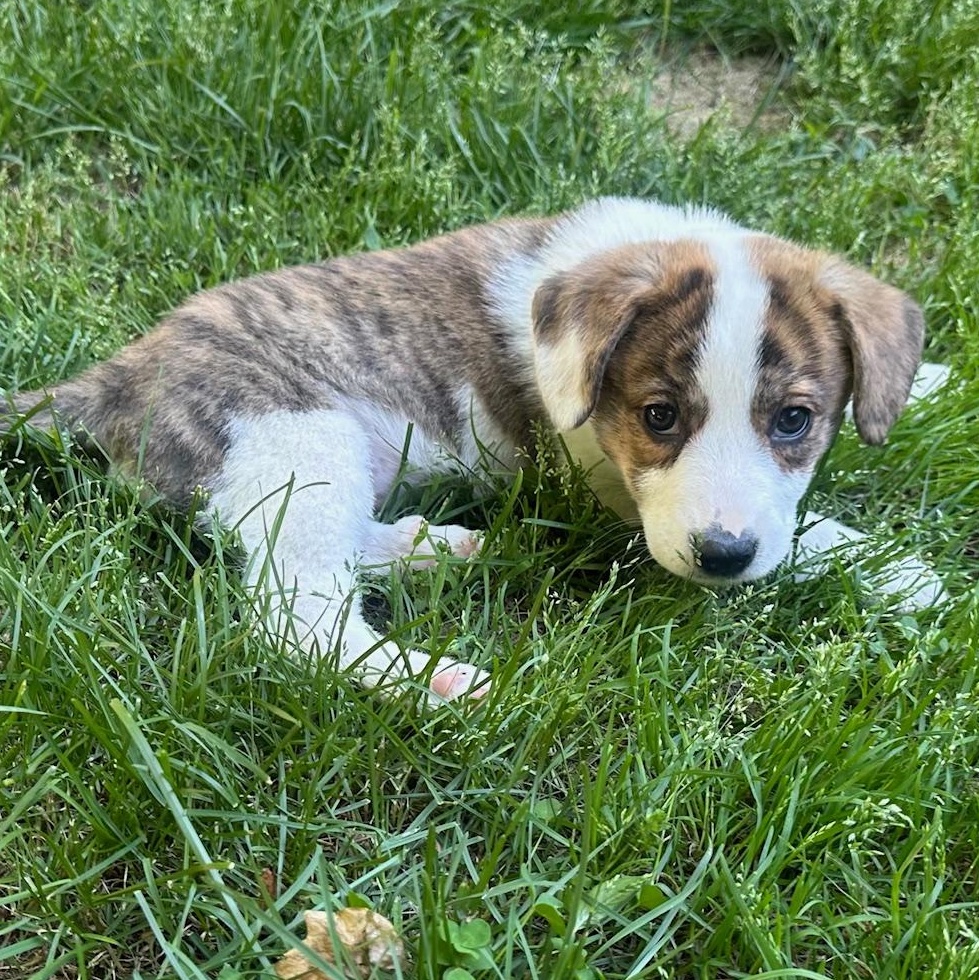 Blossom, an adopted mixed breed in Richmond, VA image 2/6