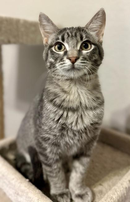 Herman, Adoptable, Kitten Male Domestic Short Hair & Domestic Short Hair.