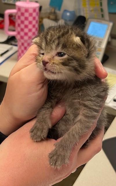 Enlarge Herman, a Adoptable Domestic Short Hair in Irving, TX image 1/1