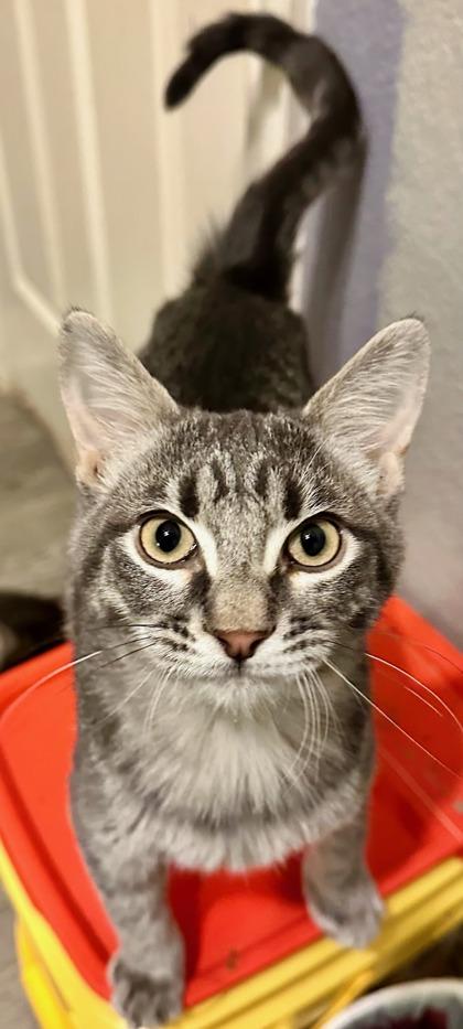 Herman, a Adoptable Domestic Short Hair in Irving, TX image 2/3