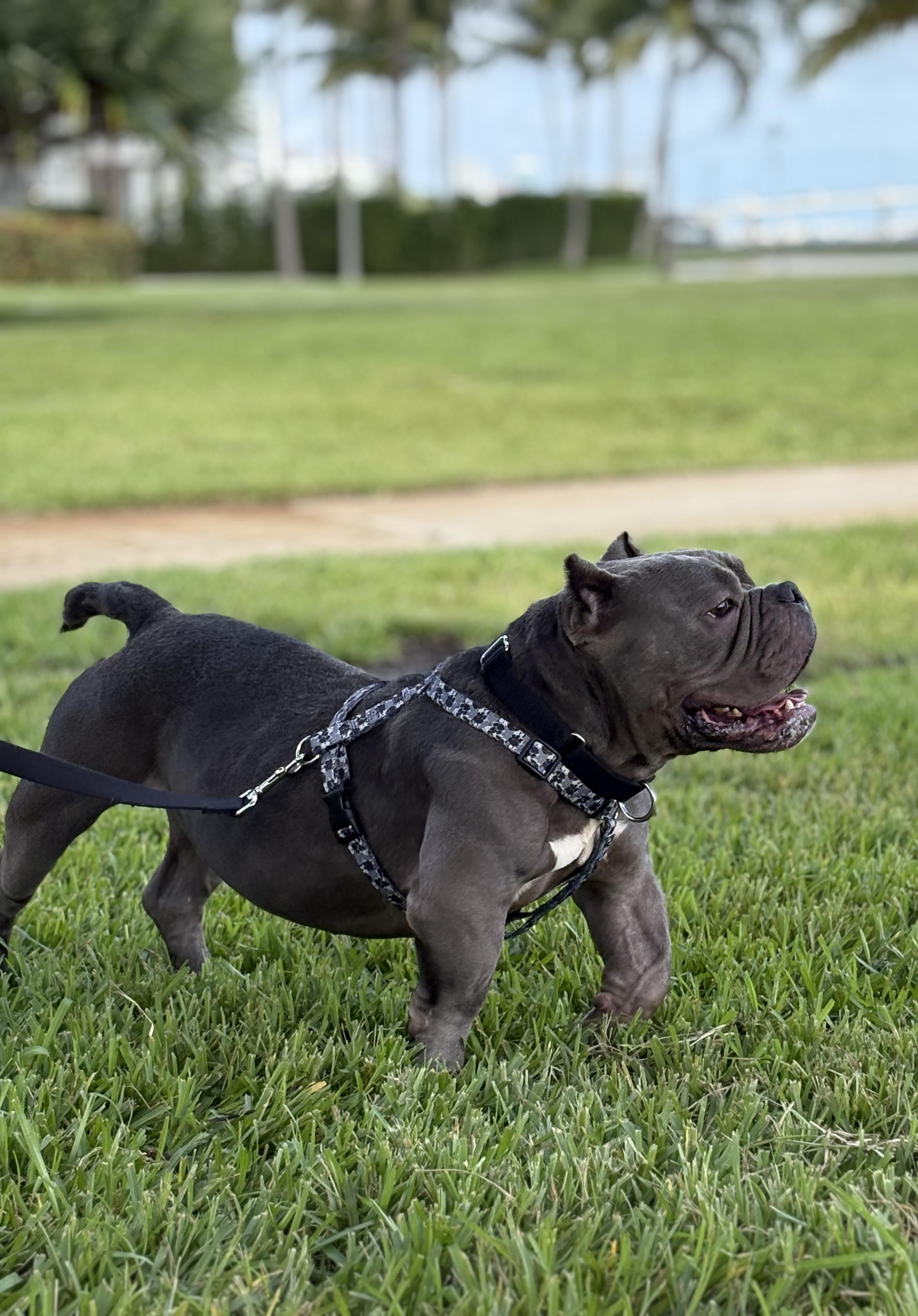 Enlarge Louie, a Adoptable mixed breed in Palm springs, FL image 2/3