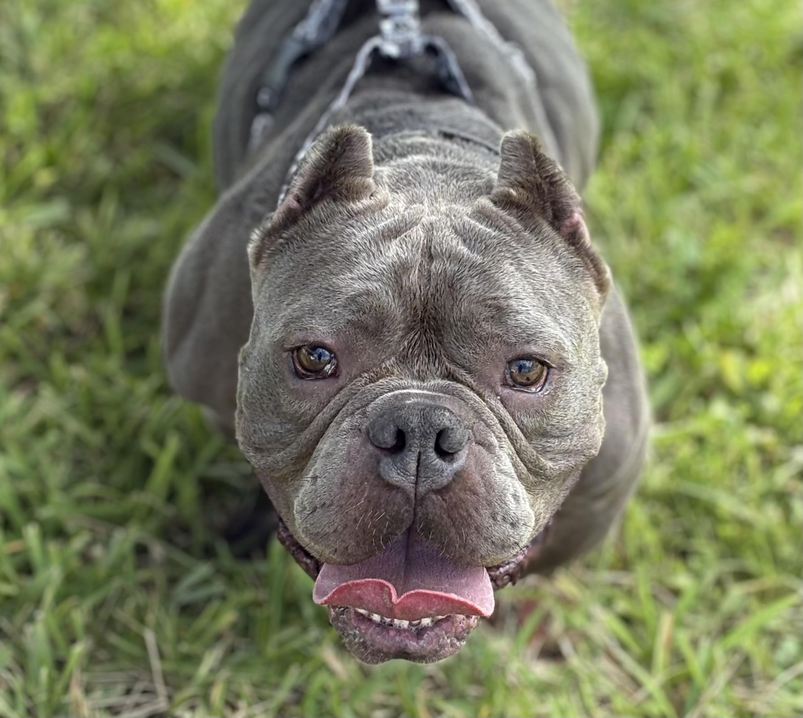 Enlarge Louie, a Adoptable mixed breed in Palm springs, FL image 1/3