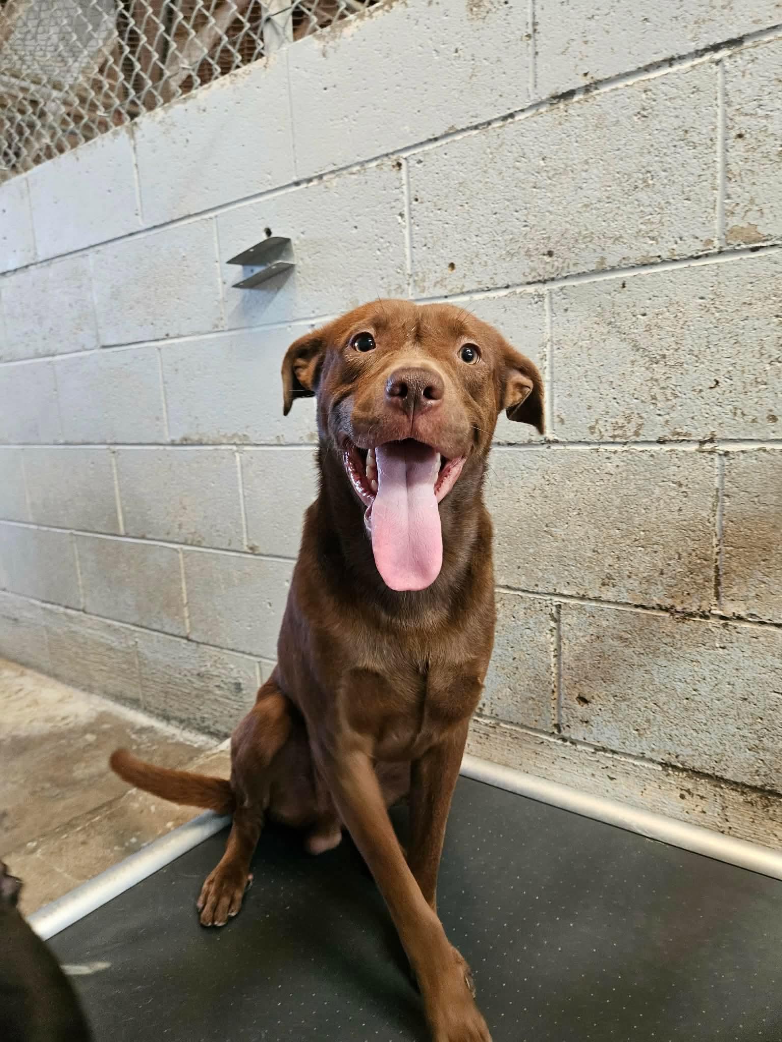 Enlarge Bud, a Adoptable mixed breed in El Centro, CA image 1/1