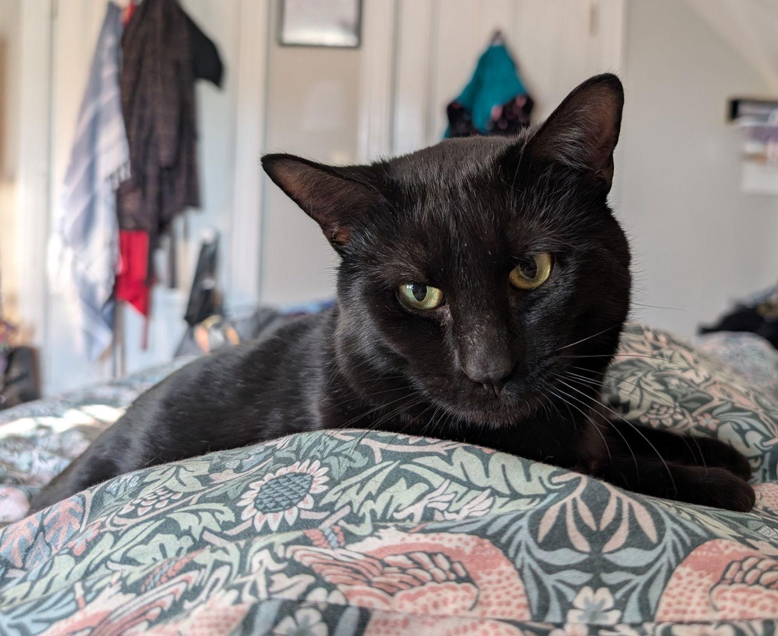 Enlarge Panther, a Adoptable Domestic Short Hair in Somerville, MA image 1/3