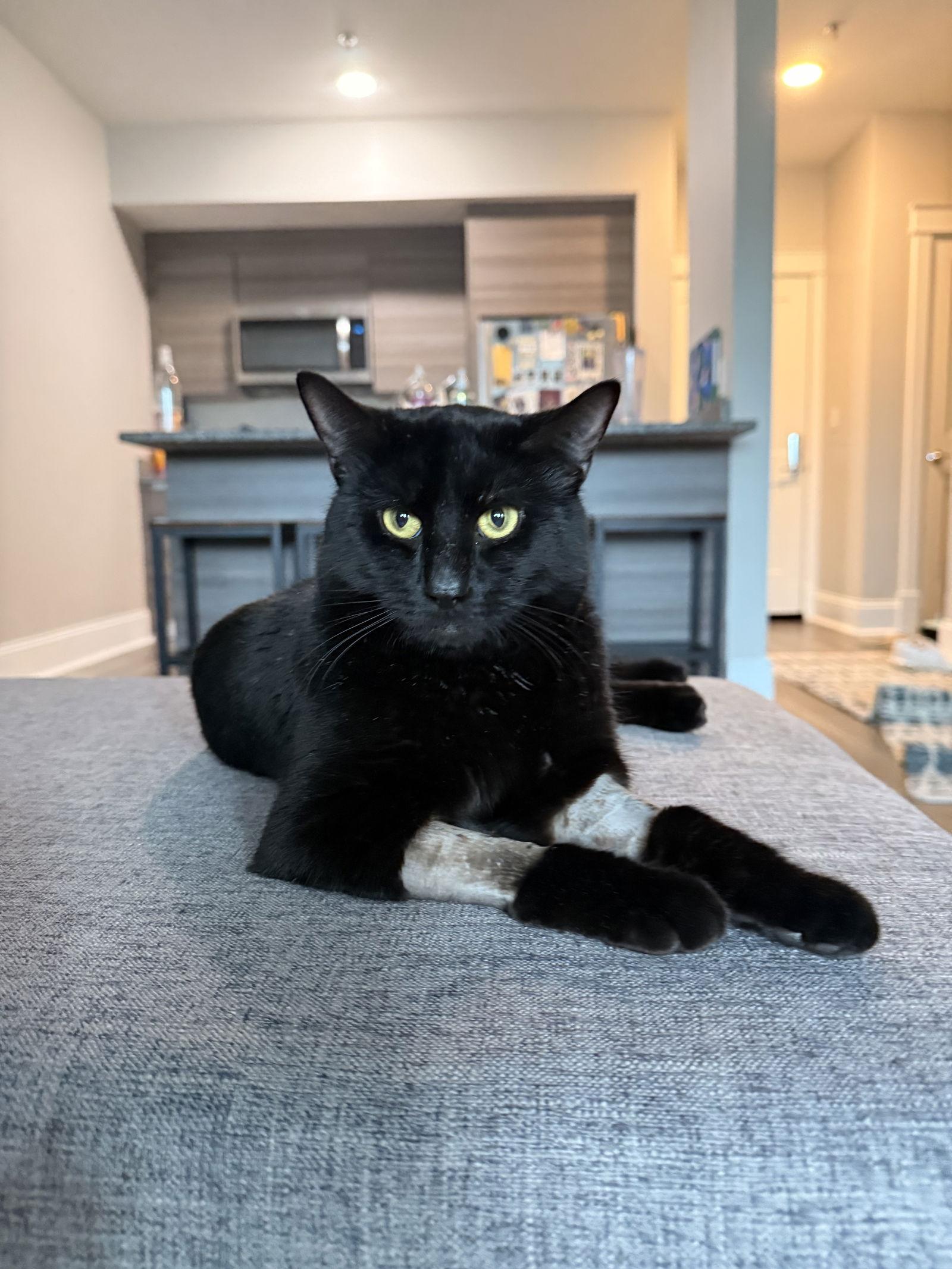 Panther, a Adoptable Domestic Short Hair in Somerville, MA image 1/3
