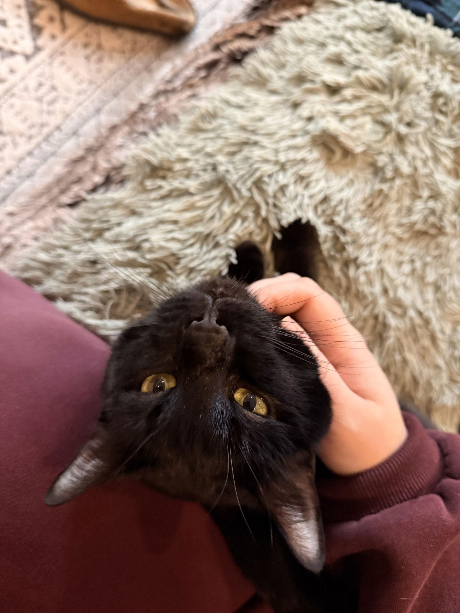 Panther — thumbnail 2