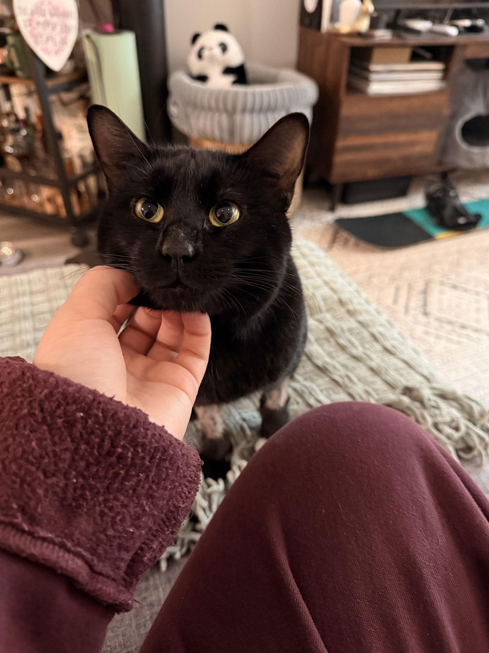 Panther, a Adoptable Domestic Short Hair in Somerville, MA image 3/3