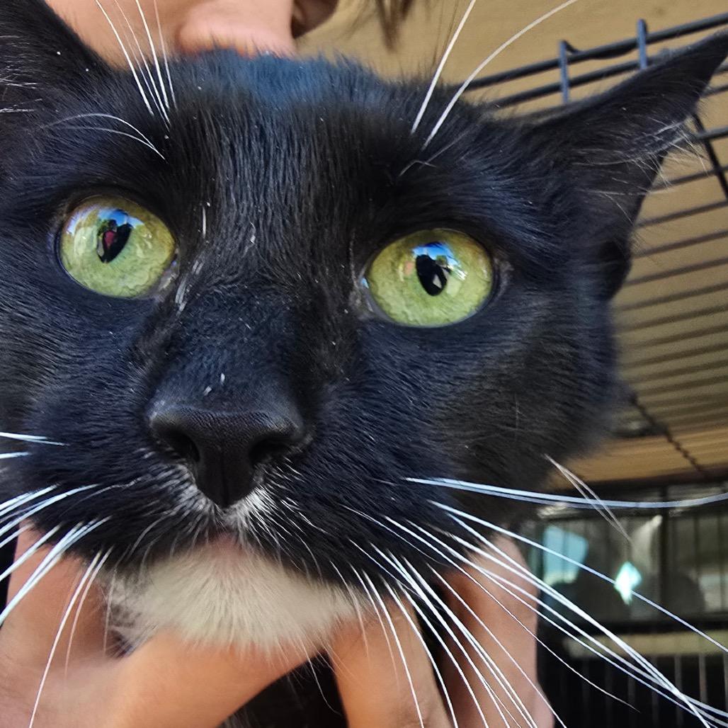 Briar, Adoptable, Young Female Domestic Short Hair.