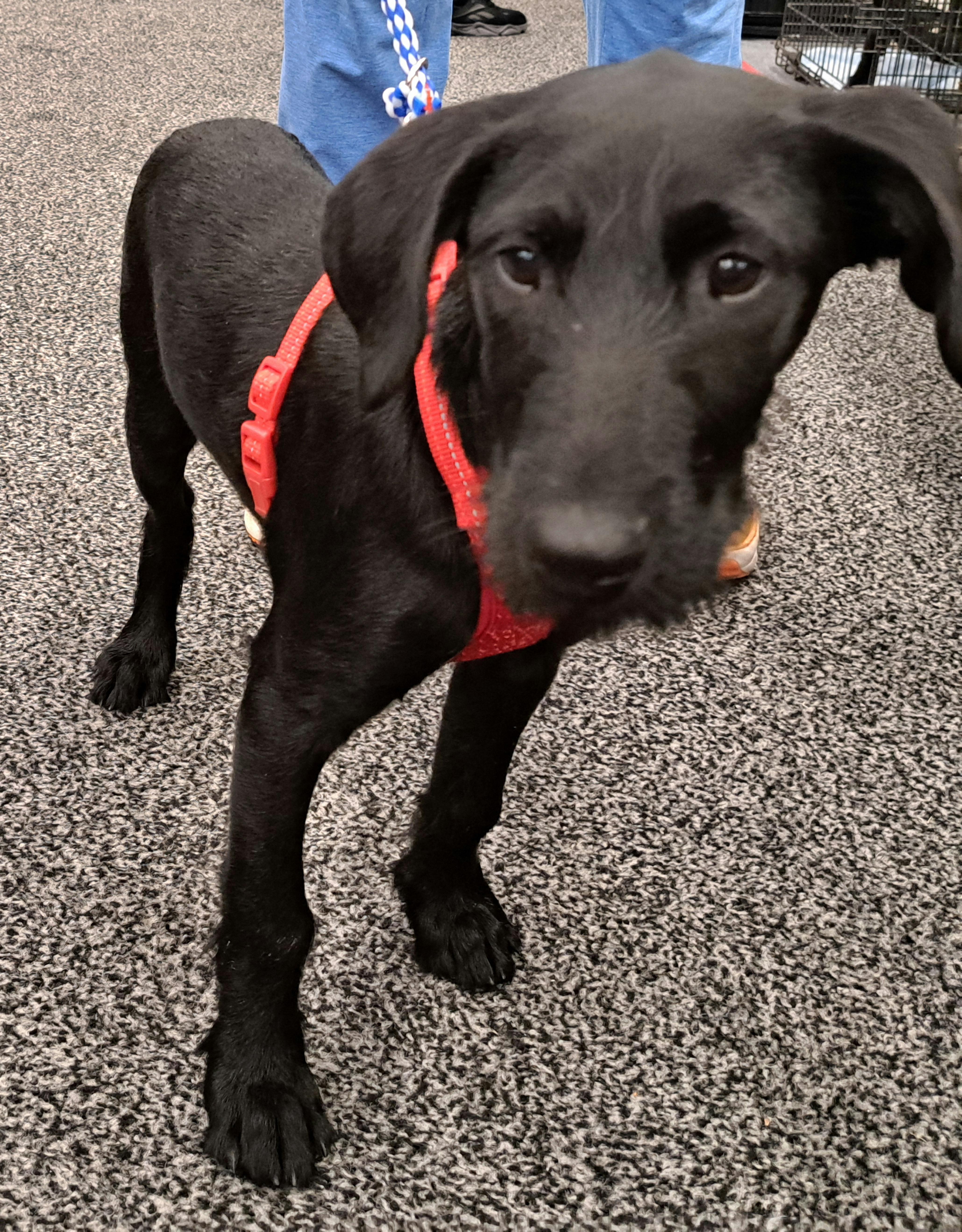 Maggie, Adopted, Puppy Female Miniature Schnauzer & Labrador Retriever.