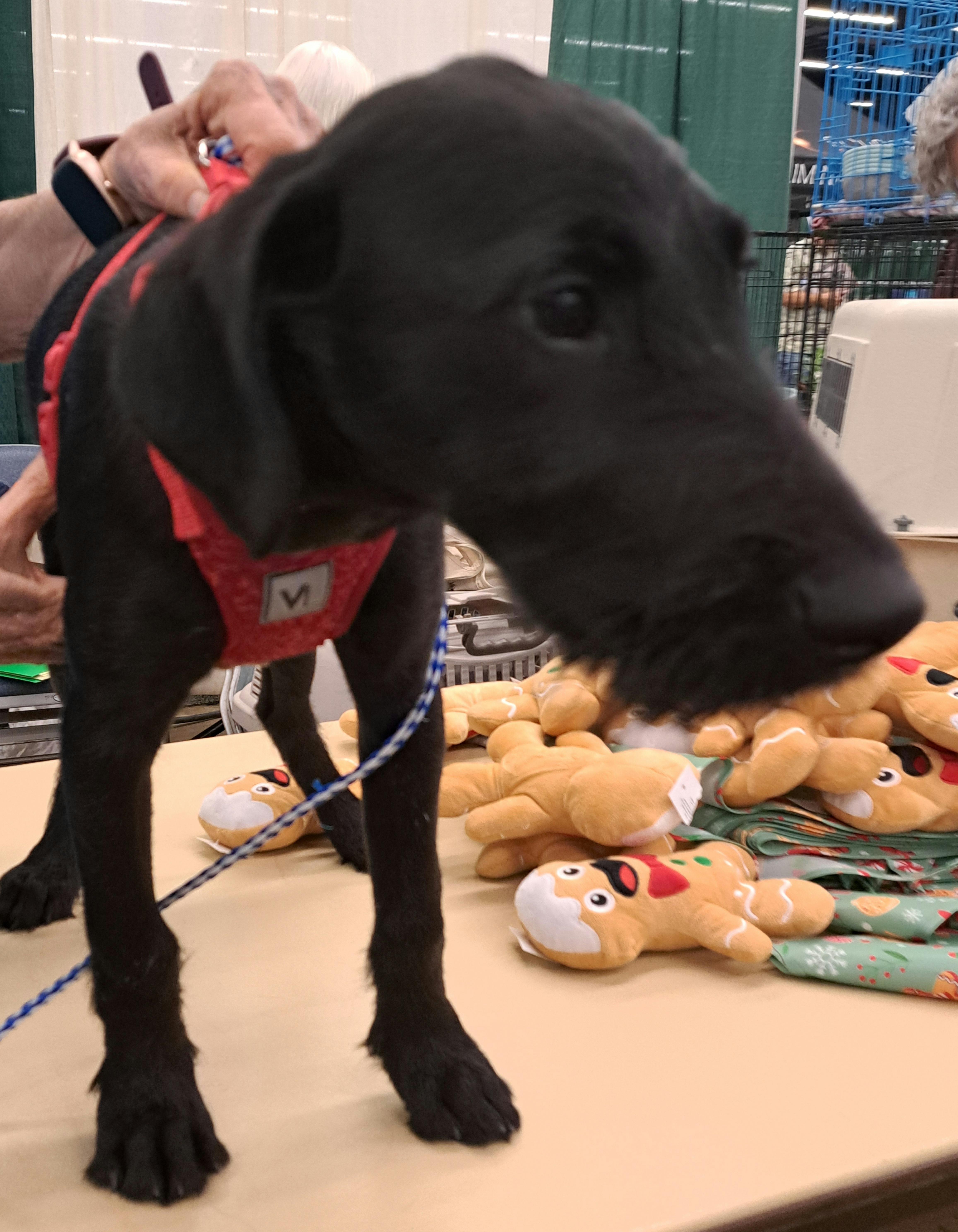 Maggie, a Adopted mixed breed in Burleson, TX image 2/6