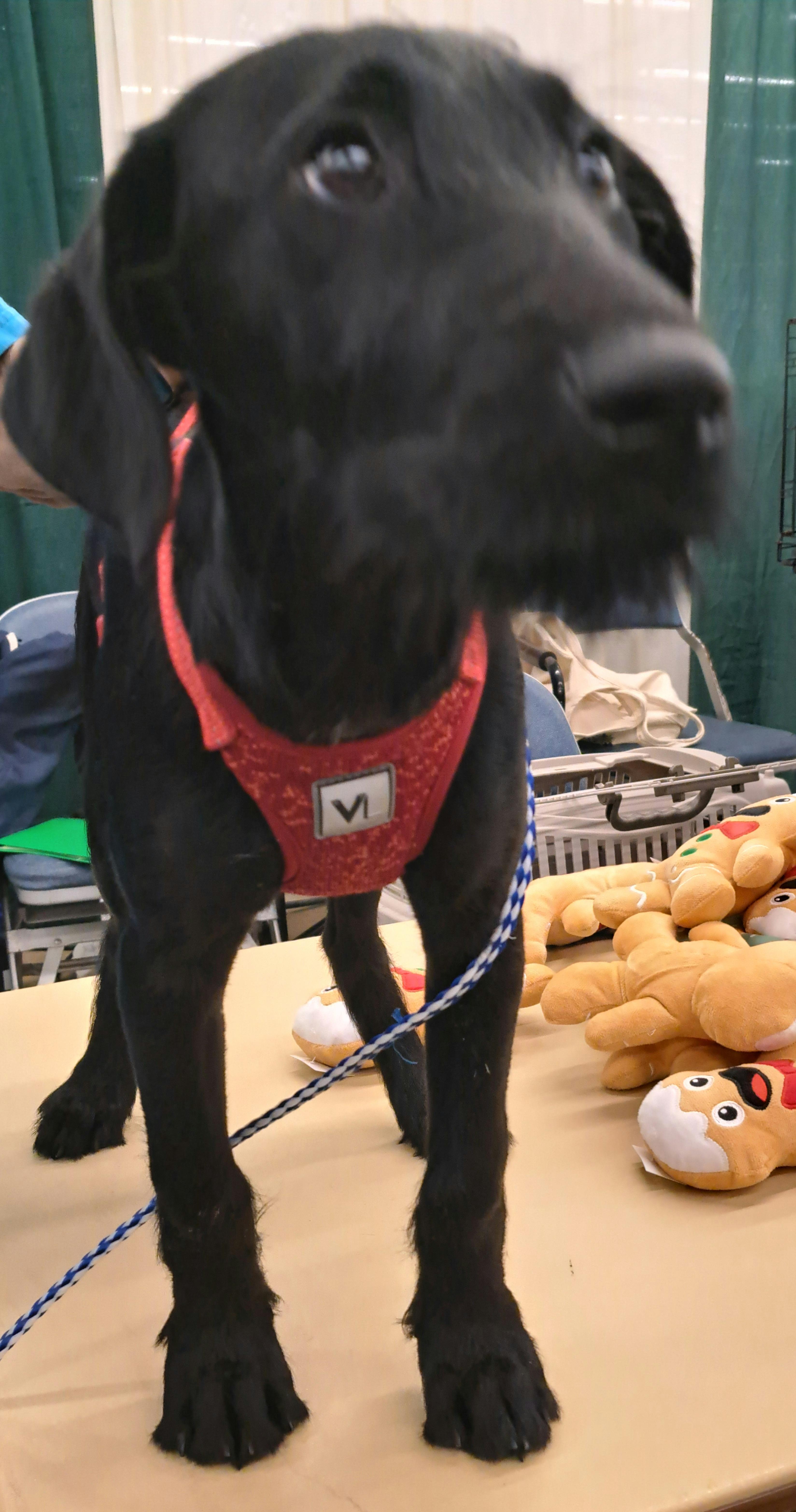 Maggie, a Adopted mixed breed in Burleson, TX image 3/6