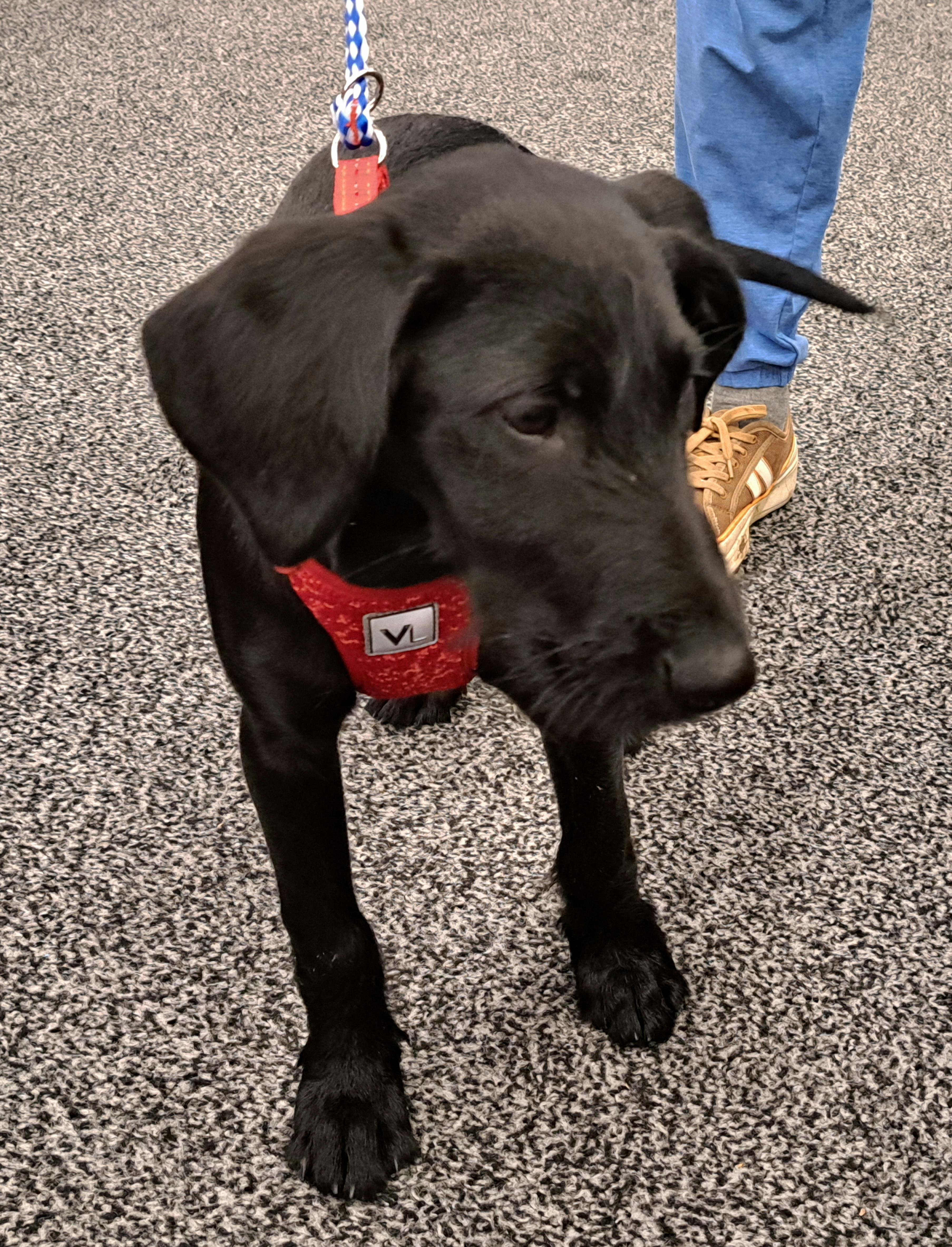 Maggie, a Adopted mixed breed in Burleson, TX image 4/6
