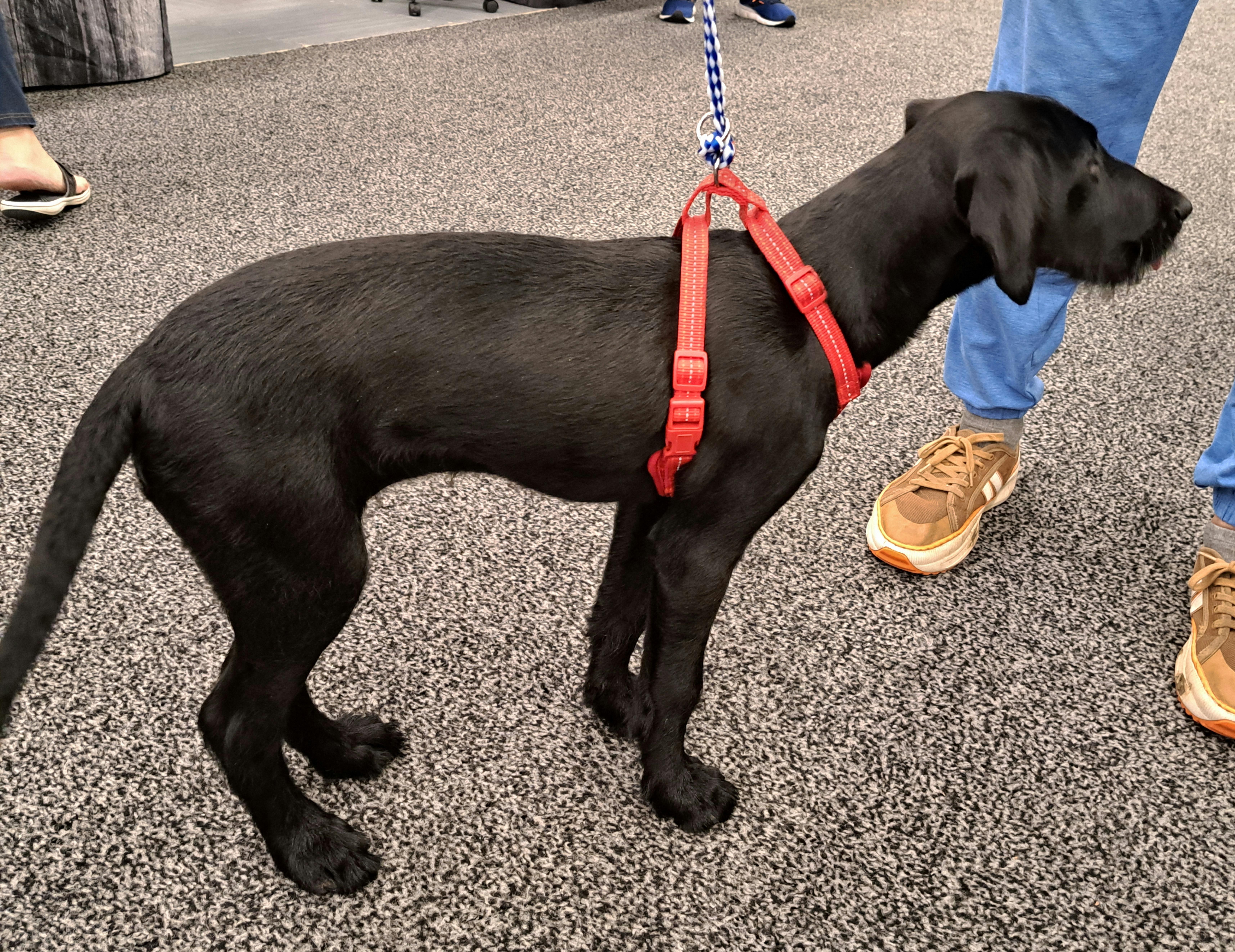 Maggie, a Adopted mixed breed in Burleson, TX image 6/6