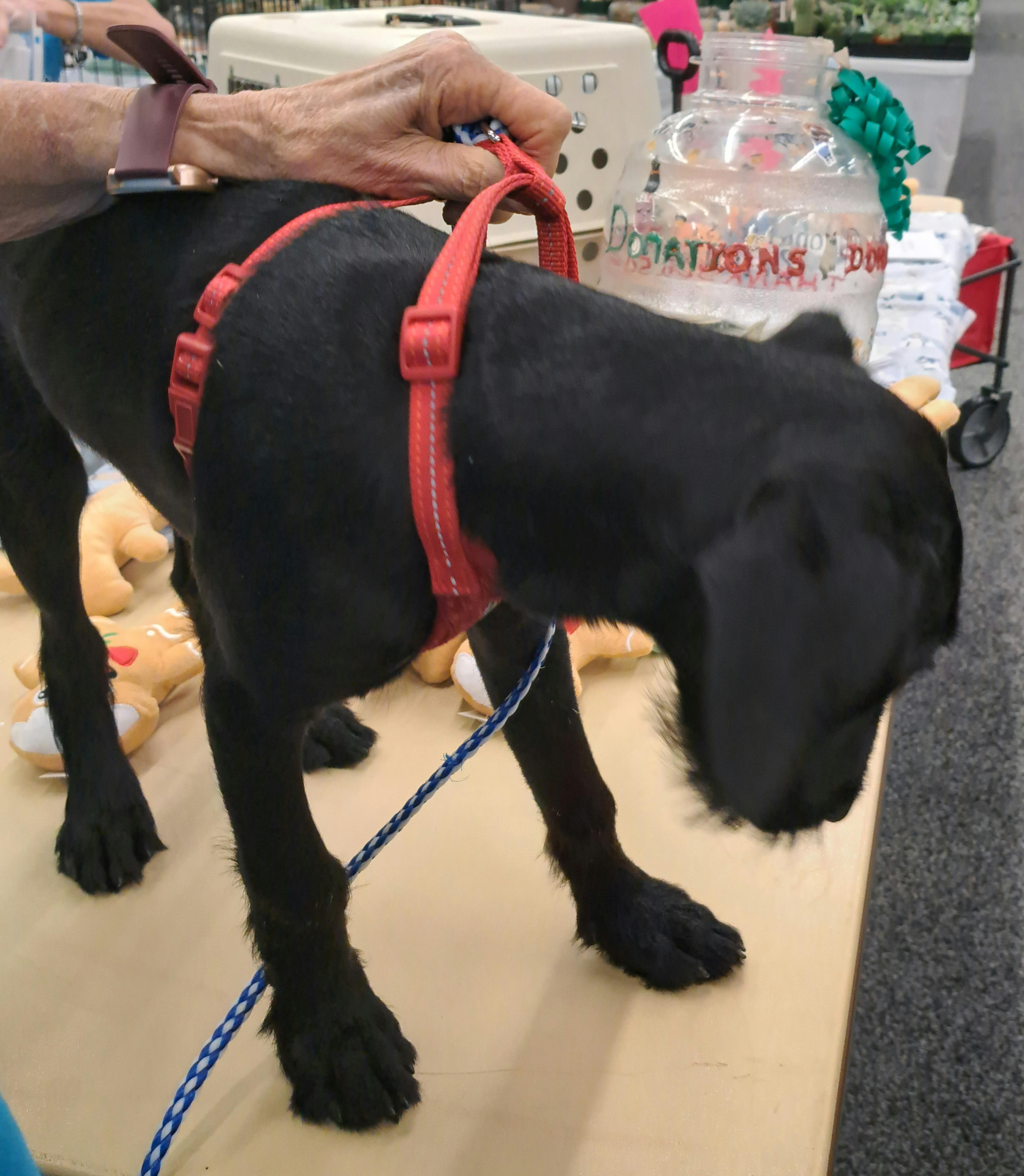 Maggie, a Adopted mixed breed in Burleson, TX image 5/6