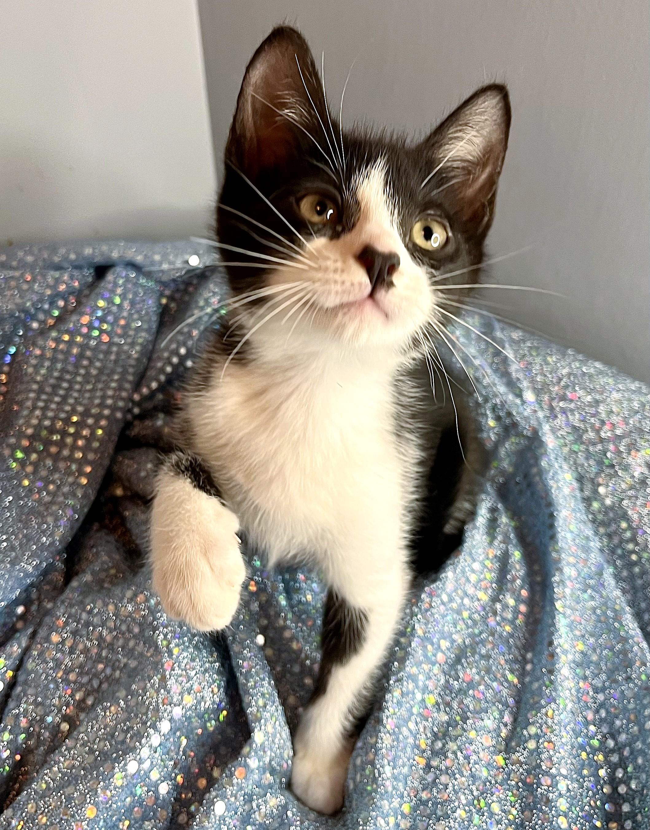 Smudge