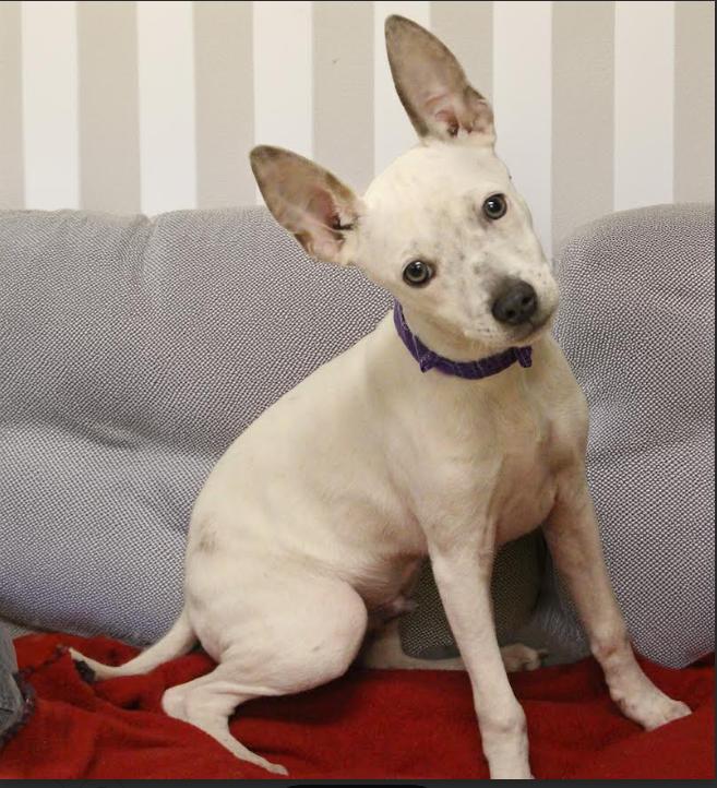 Jerry in TX, Adoptable, Puppy Male Rat Terrier.