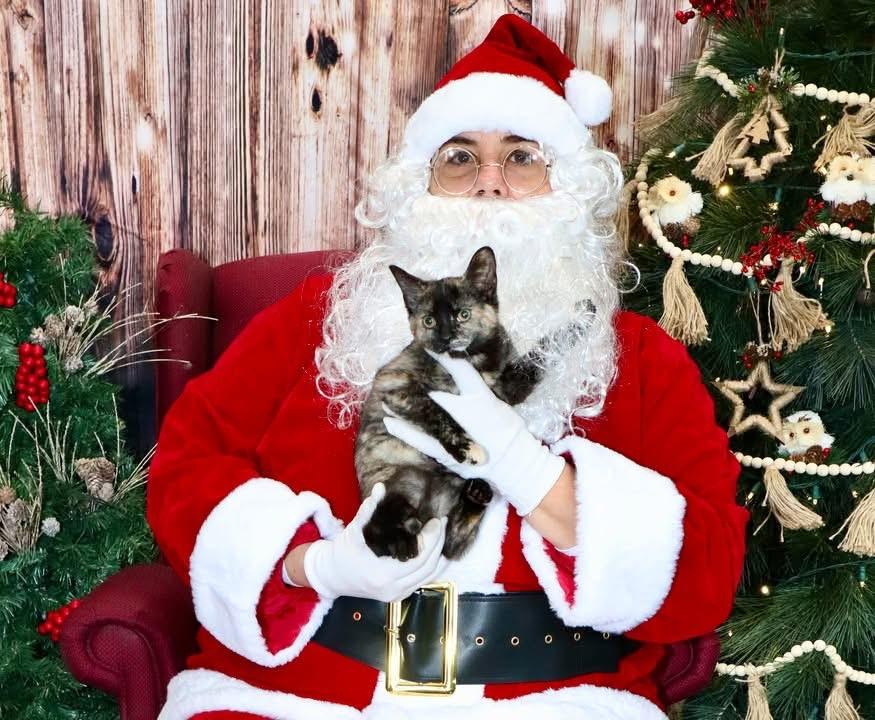 Siren, an adoptable Domestic Short Hair in China Township, MI image 4/4