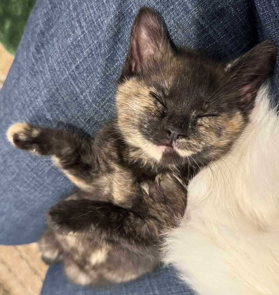 Siren, an adoptable Domestic Short Hair in China Township, MI image 2/4