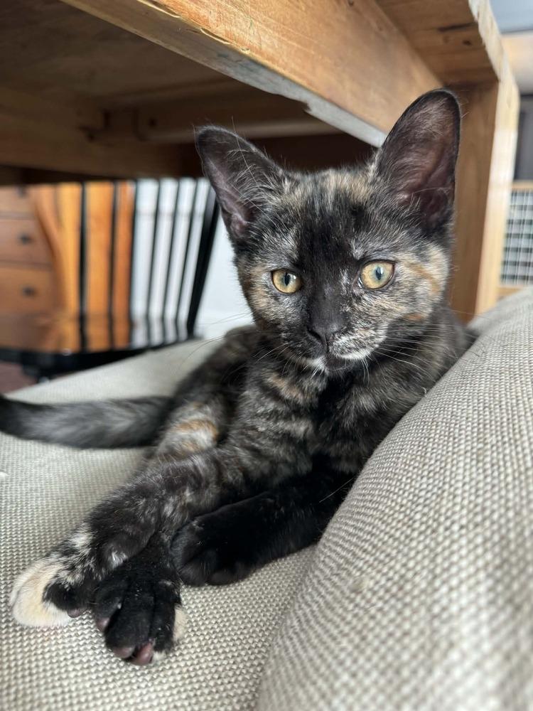 Siren, an adoptable Domestic Short Hair in China Township, MI image 1/4