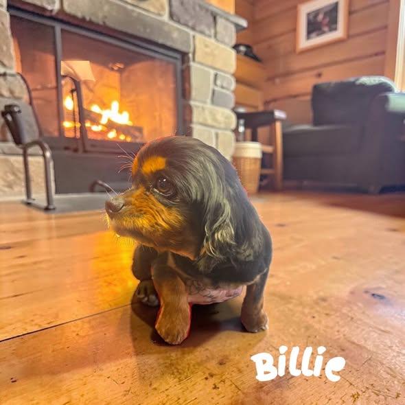 Billie, ADOPTABLE, Adult Male Cavalier King Charles Spaniel.