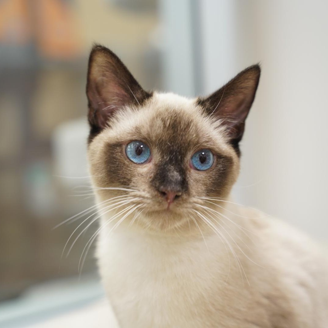Enlarge Darian & Kalym, an adopted Ragdoll in Dalton, GA image 2/4