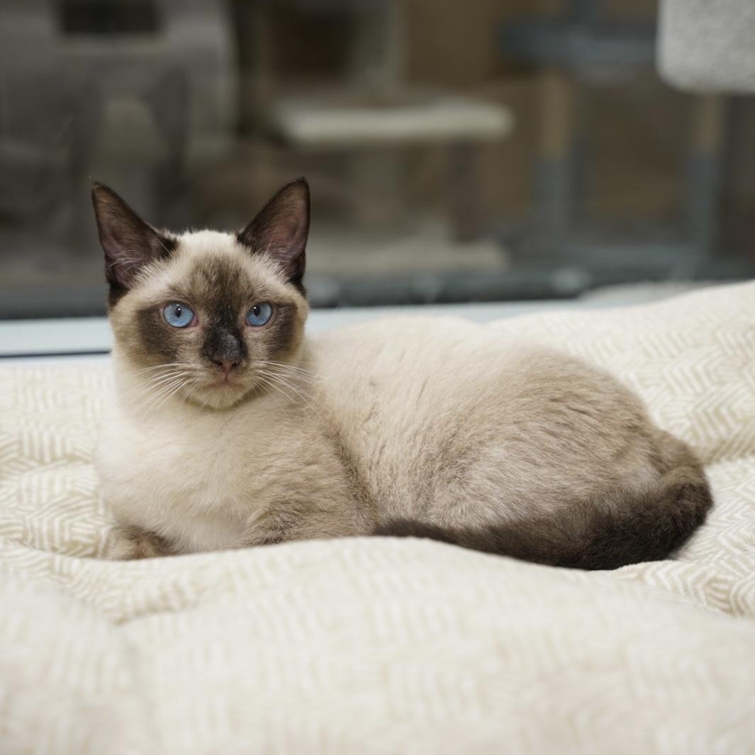 Enlarge Darian & Kalym, an adopted Ragdoll in Dalton, GA image 3/4