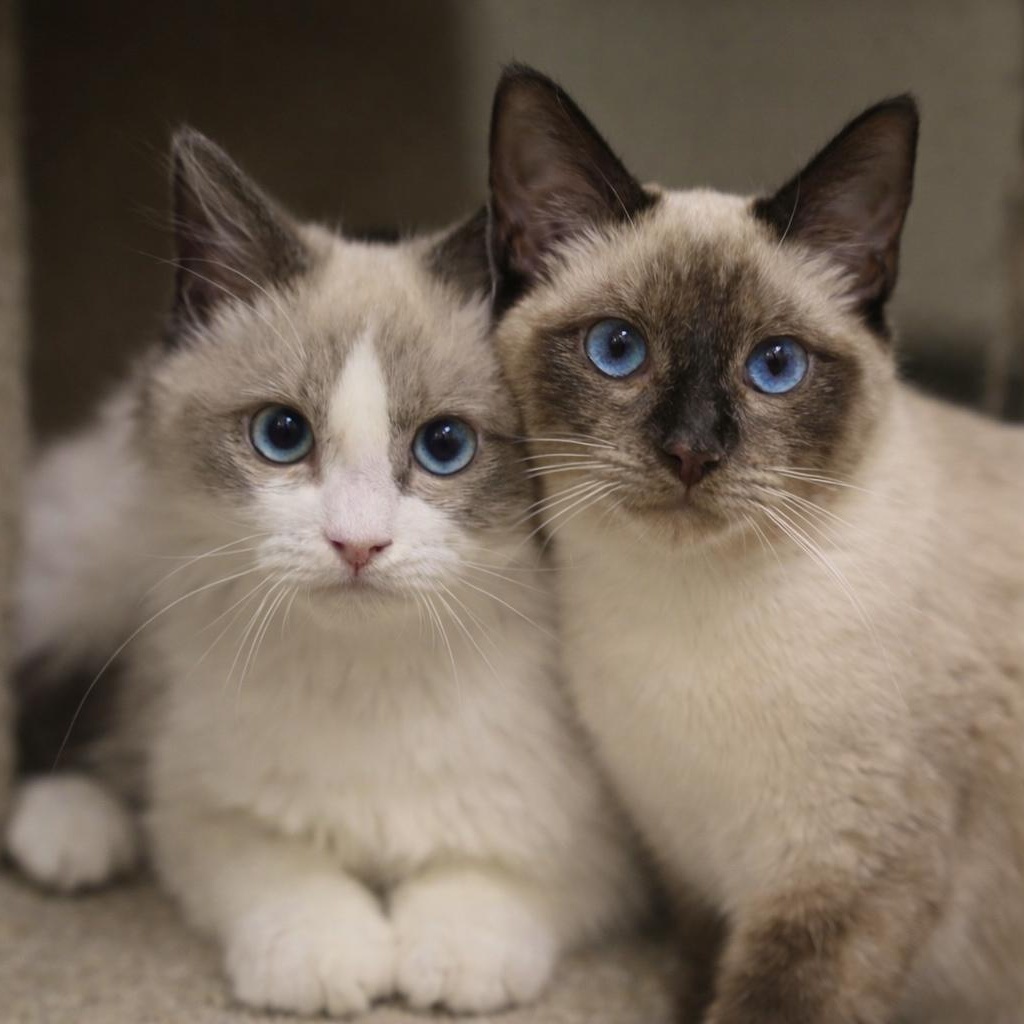 Enlarge Darian & Kalym, an adopted Ragdoll in Dalton, GA image 1/4