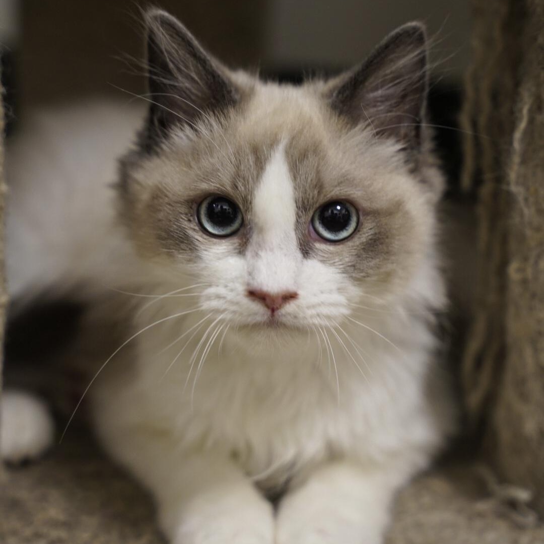 Enlarge Darian & Kalym, an adopted Ragdoll in Dalton, GA image 4/4