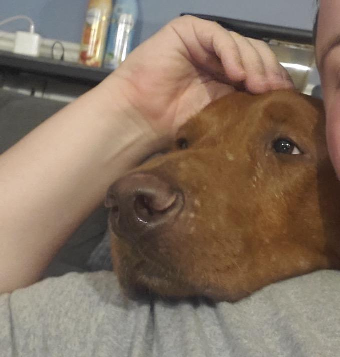 Enlarge Bucky, a Adoptable Mixed Breed in Maineville, OH image 5/6