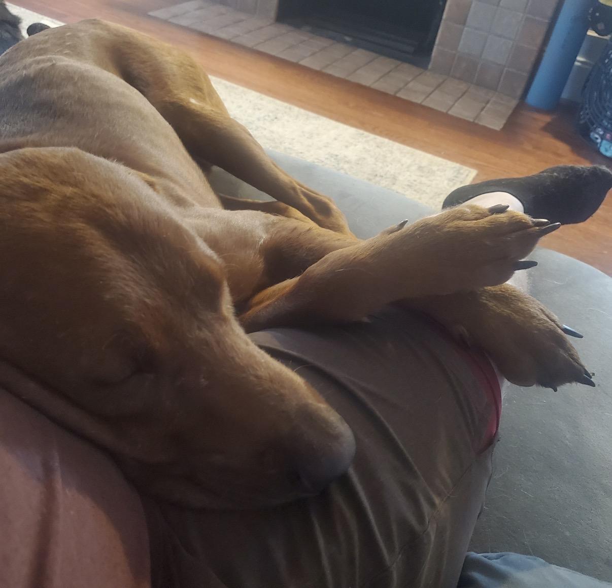 Enlarge Bucky, a Adoptable Mixed Breed in Maineville, OH image 2/6