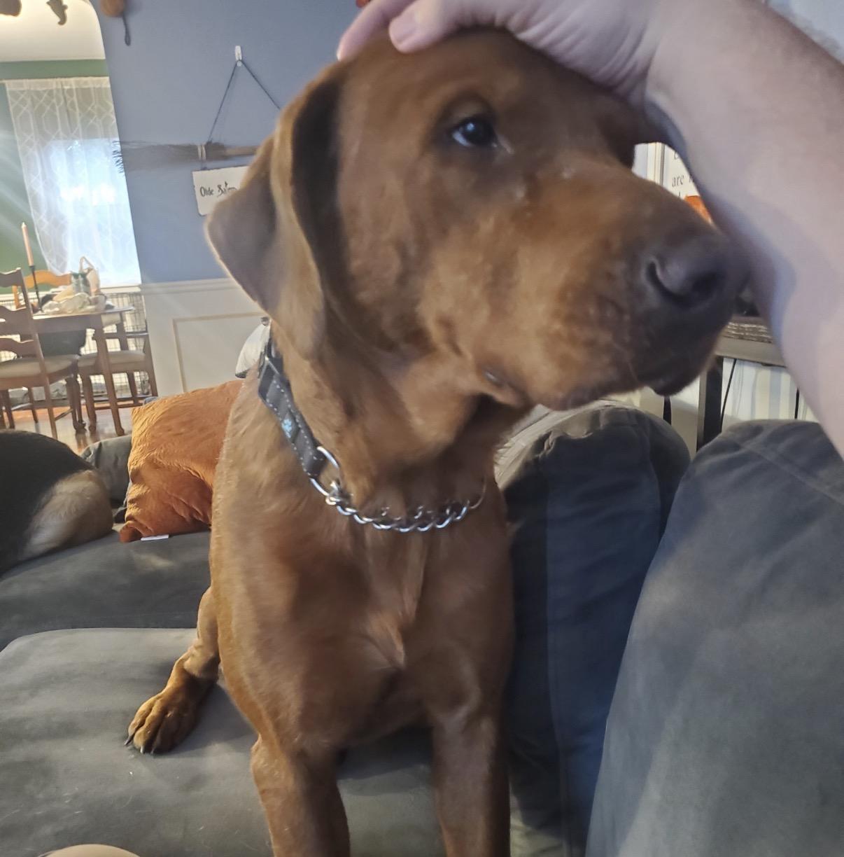 Enlarge Bucky, a Adoptable Mixed Breed in Maineville, OH image 3/6