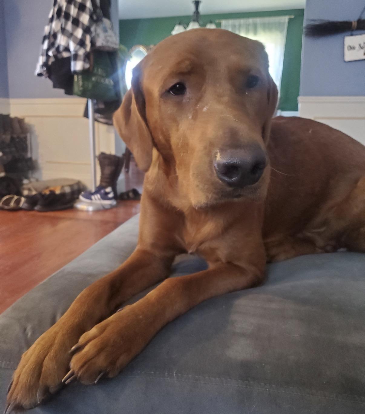 Enlarge Bucky, a Adoptable Mixed Breed in Maineville, OH image 1/6