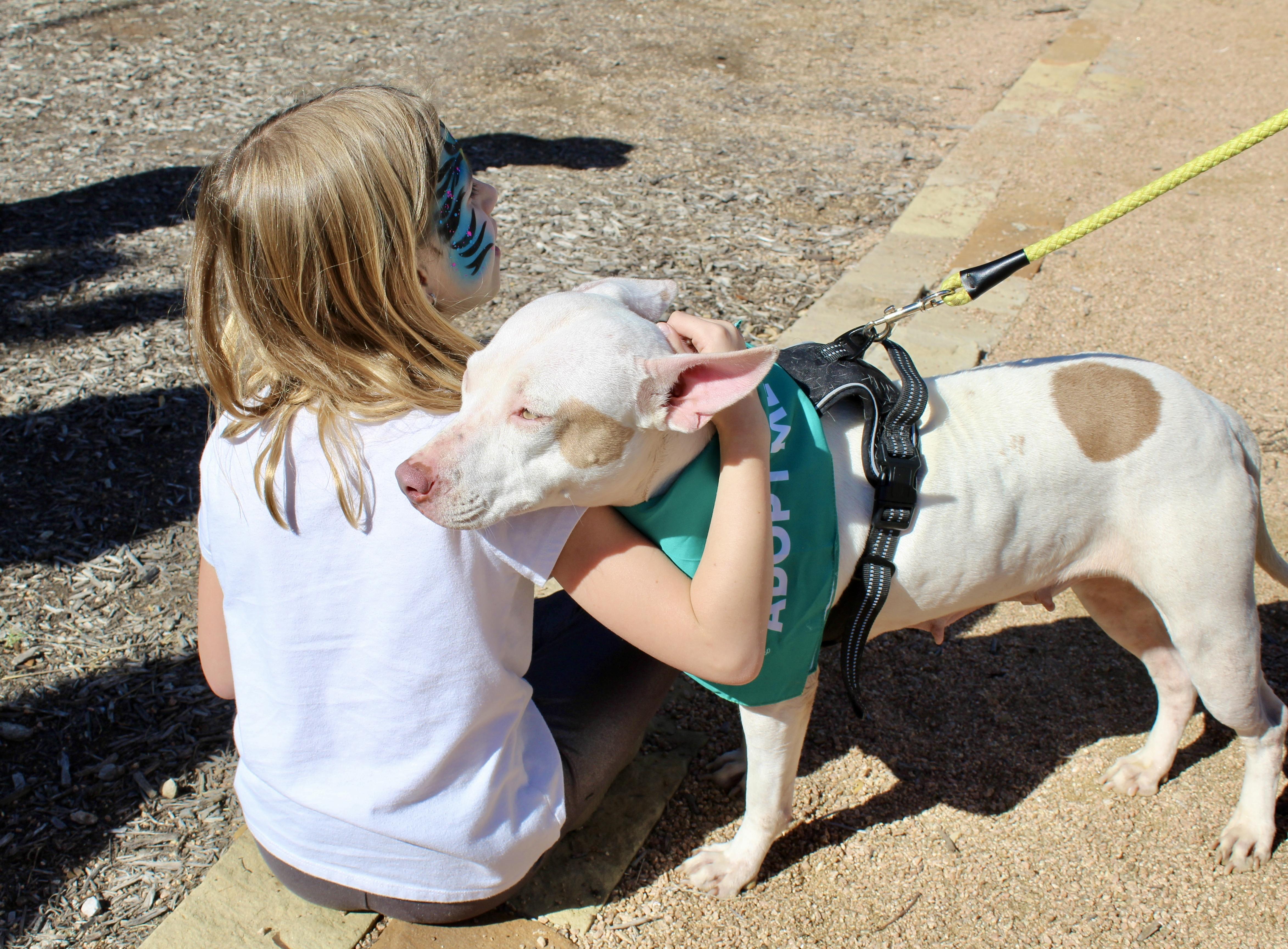 Lulu, a Adoptable American Staffordshire Terrier in Dallas, TX image 2/5